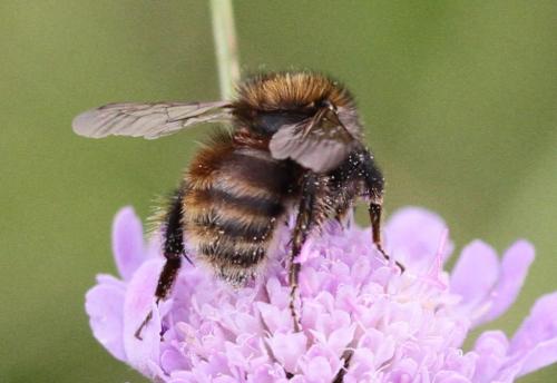 Bombus humilis